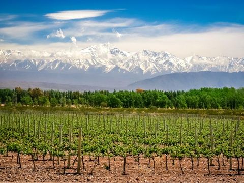 Flybilletter til Mendoza