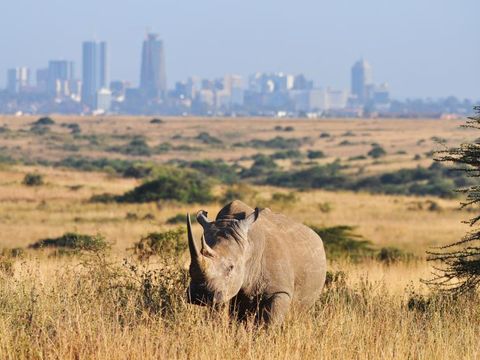 Flybilletter til Kenya