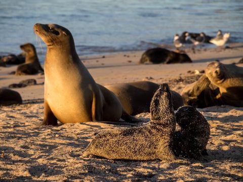 Flybilletter til San Cristobal Island